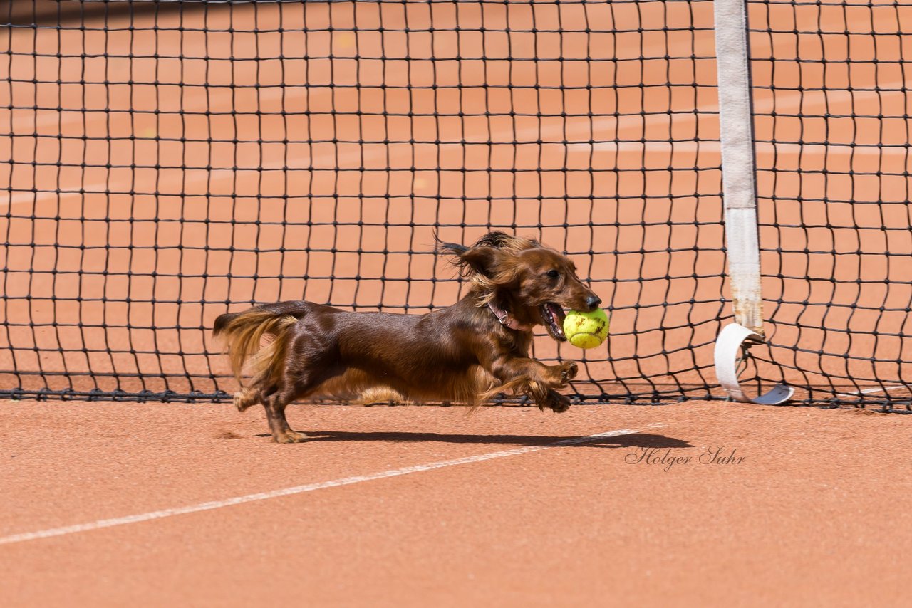 Bild 74 - RL TC an der Schirnau - SV Zehlendorfer Wespen : Ergebnis: 9:0
